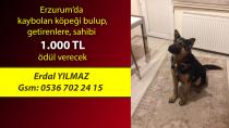 Erzurum'da kaybolan köpek her yerde aranıyor!